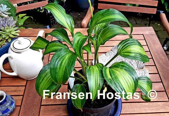 Hosta Abana